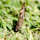 Meadow Brown