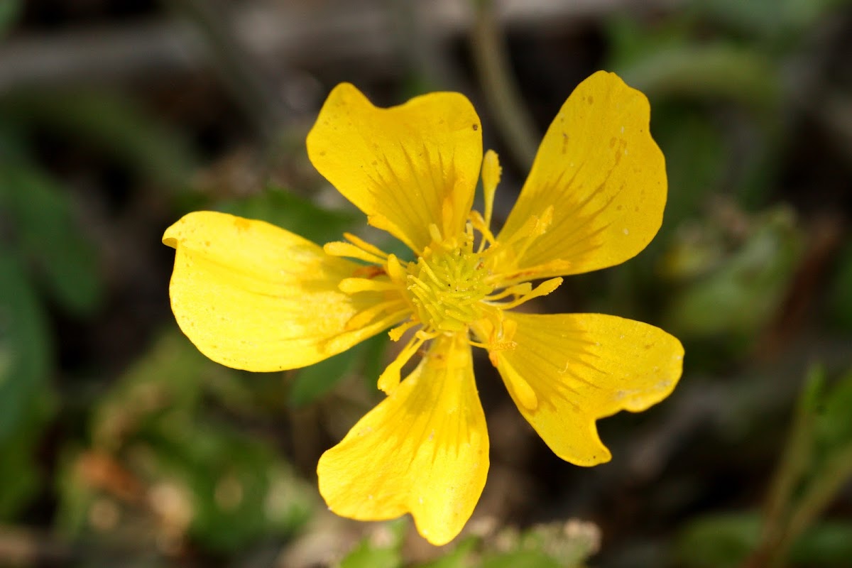 Rough Buttercup