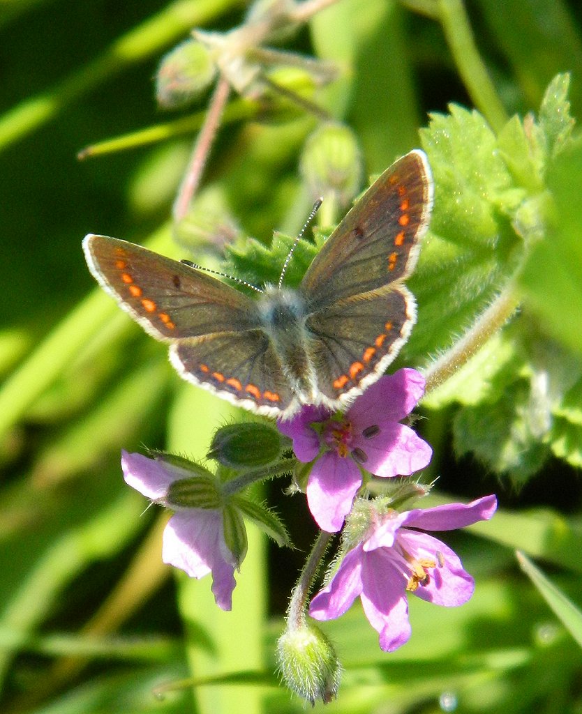 Brown argus butterfly