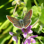 Brown argus butterfly