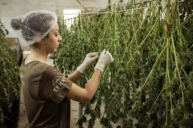 The Best Weed Strains: Finding Your Perfect Match