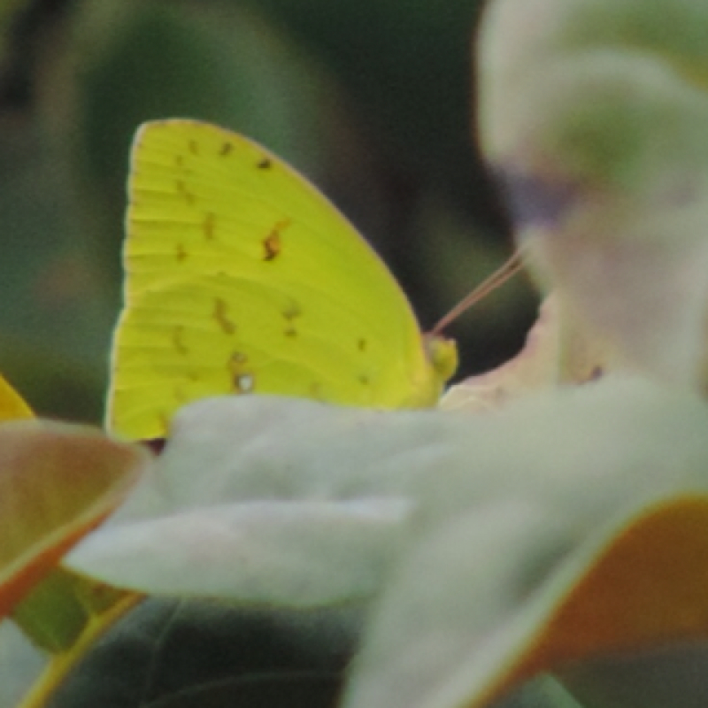 Cloudless Sulphur