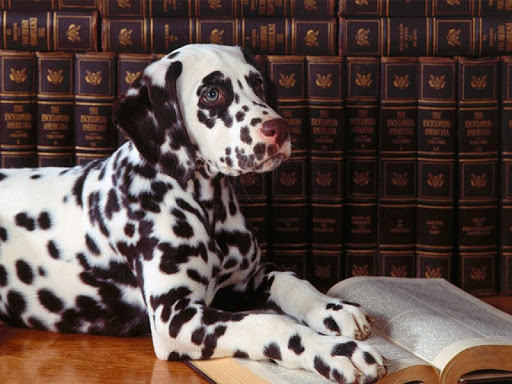 Dalmatian Dog Live Wallpaper