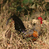 Grey(Sonnerat's) Junglefowl