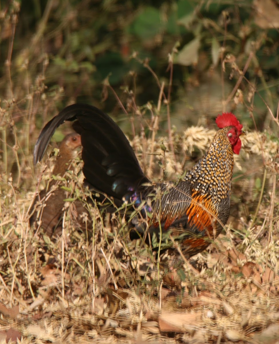 Grey(Sonnerat's) Junglefowl