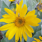 Deltoid balsamroot