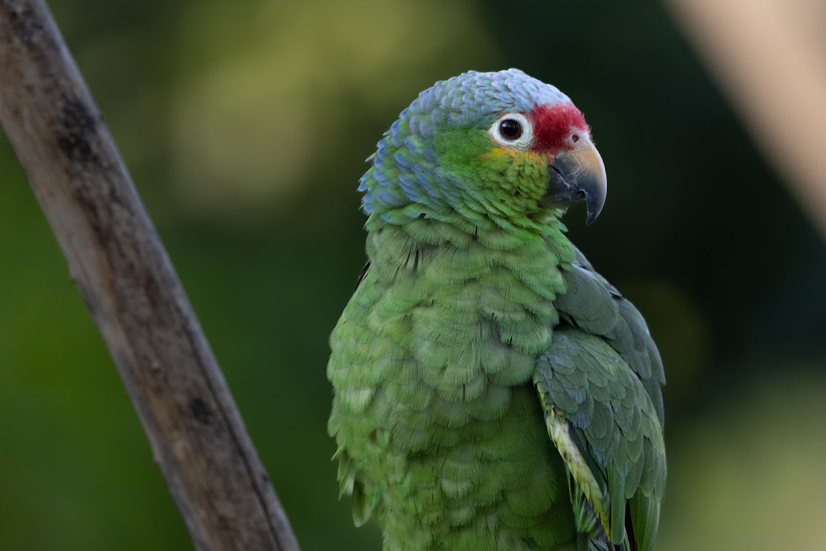 Red-lored Parrot