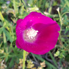 Winecup mallow