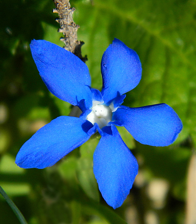 Genzianella di lucaldera