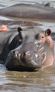 Hippo Wallpaper(圖8)-速報App