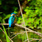 Common Kingfisher