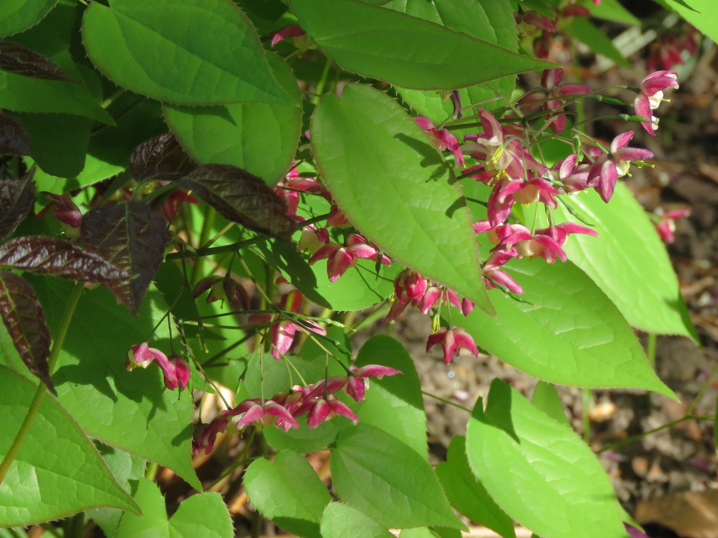 Pendant ce temps, dans le jardin de grigri... - Page 14 OaWvdTLUMMAUjStBAjRRDeTBo_Fb5hQ2GnpqE2HM6Ka5Dwlry1qKDQMO-Q9EaFgUsWnQ4UNaWAbtT067PprmVFqky1RE7b3MkXCjBhZ9SqJIdLAMIPjiFmKzDjS4zzYUUDMCiz8UgQM=w2400