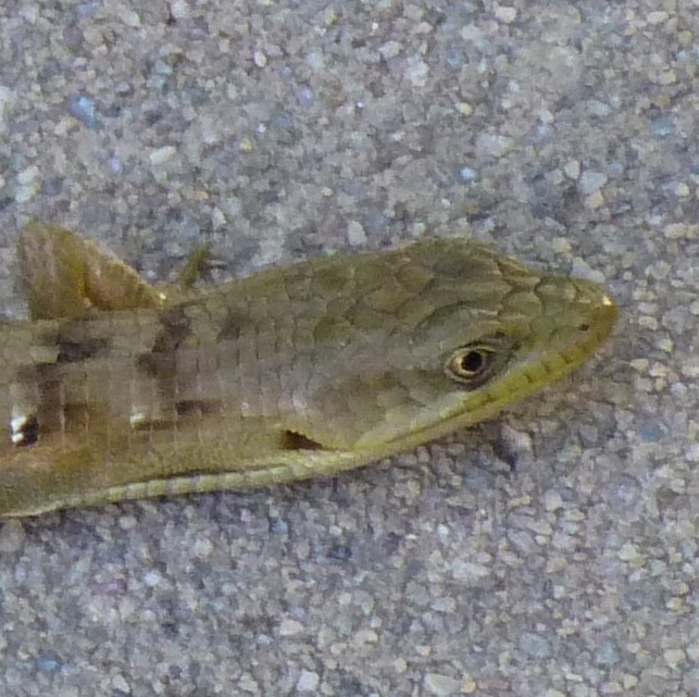 Southern Alligator Lizard