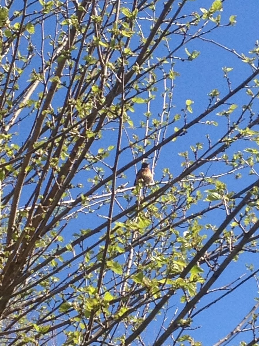 American Robin