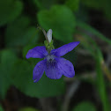 Common Violet