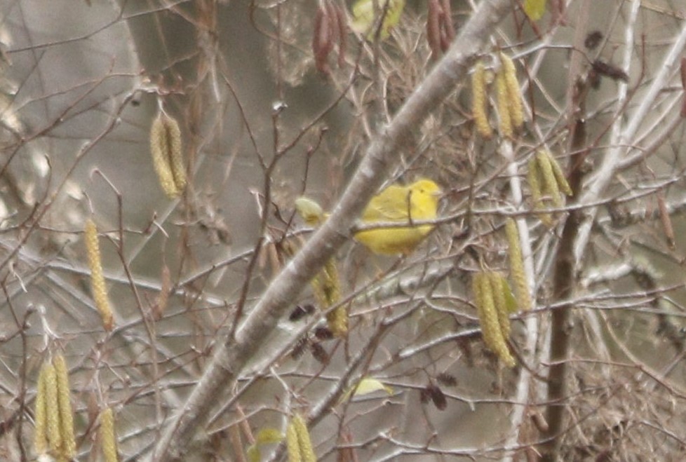 Yellow Warbler