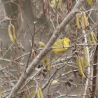 Yellow Warbler