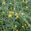 Meadow Buttercup