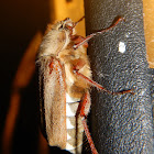 Cockchafer