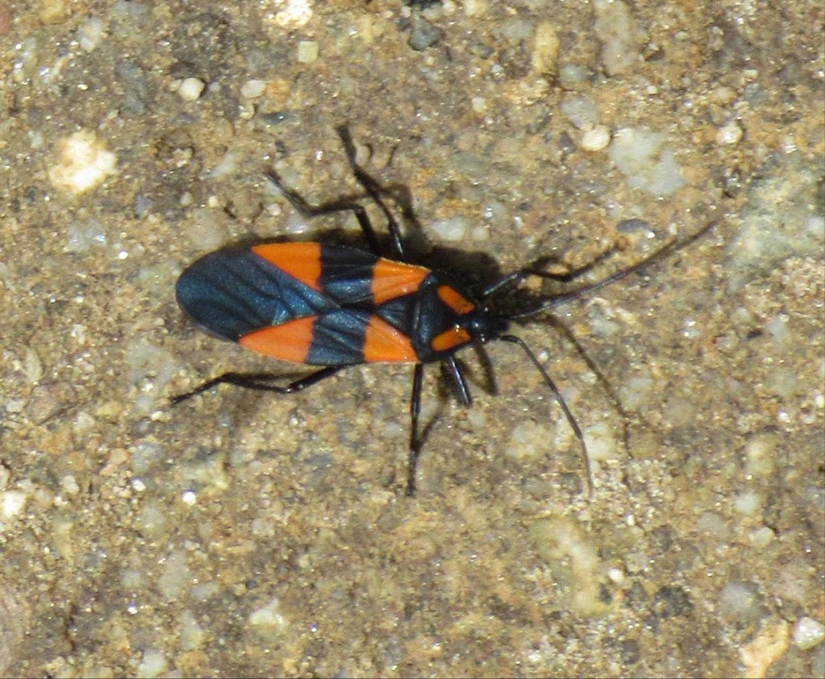 red and black bug