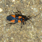 red and black bug