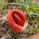 Column Stinkhorn