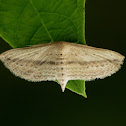 Geometrid Moth