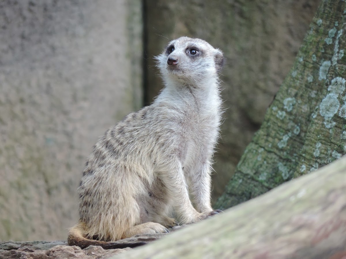 Meerkat