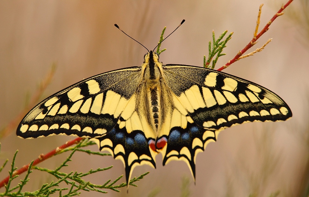 Macaón (Old World swallowtail)