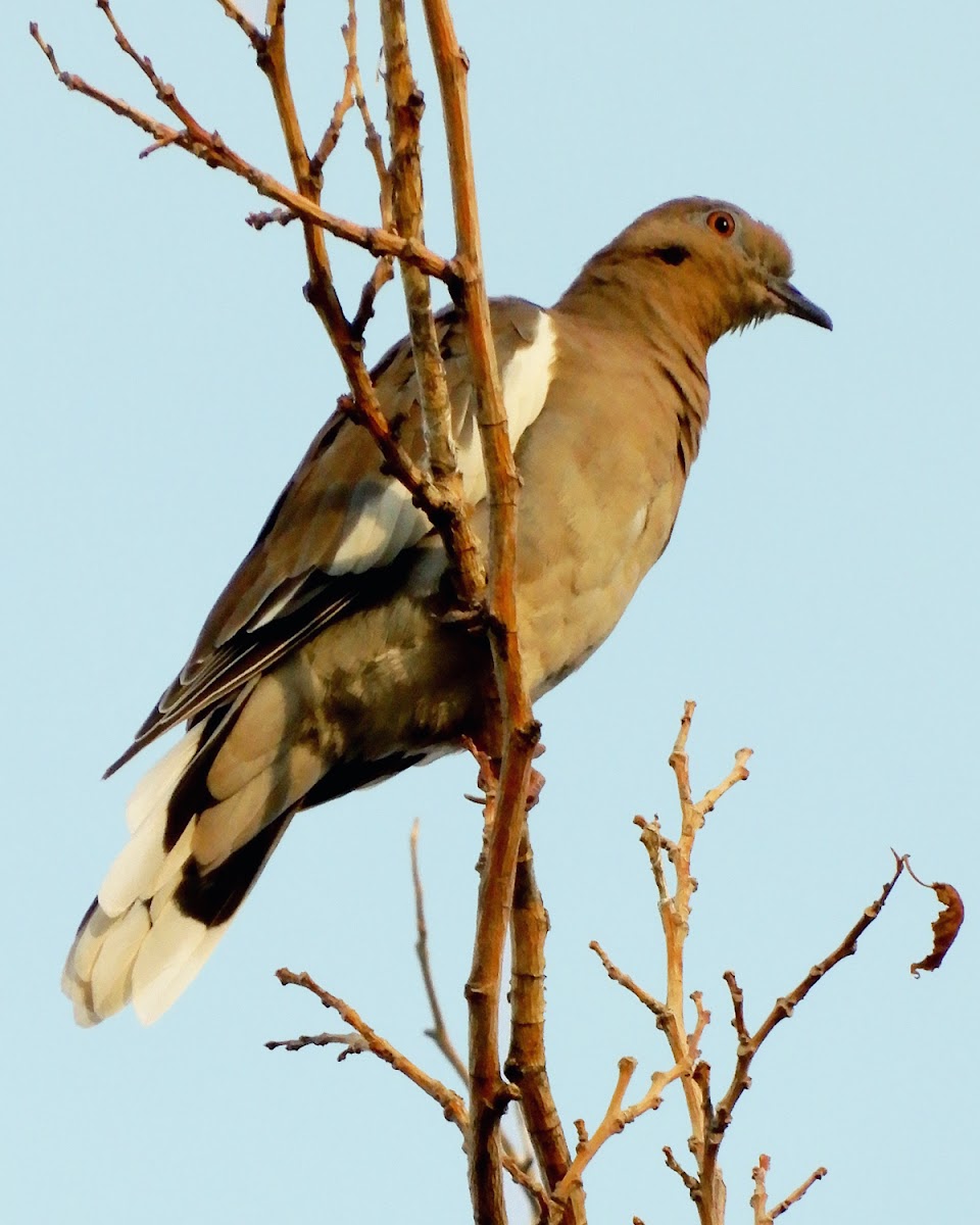 White-Winged Dove