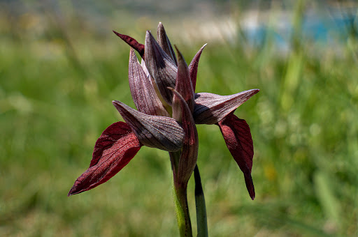 Serapias cordigera