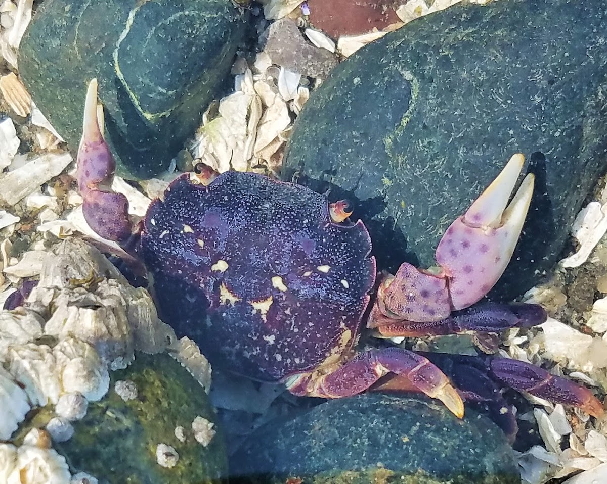 Purple Shore Crab