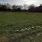 Fairy ring