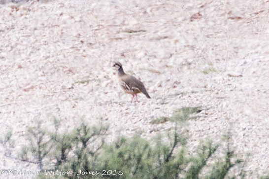 Red-legged Partridge; Perdíz Roja