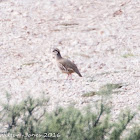 Red-legged Partridge; Perdíz Roja