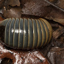 Pill Millipede