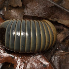 Pill Millipede