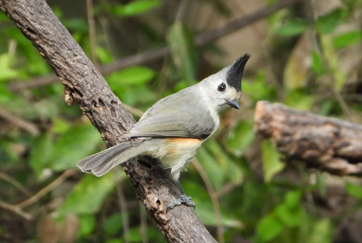 Black-crested titmouse