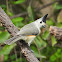 Black-crested titmouse