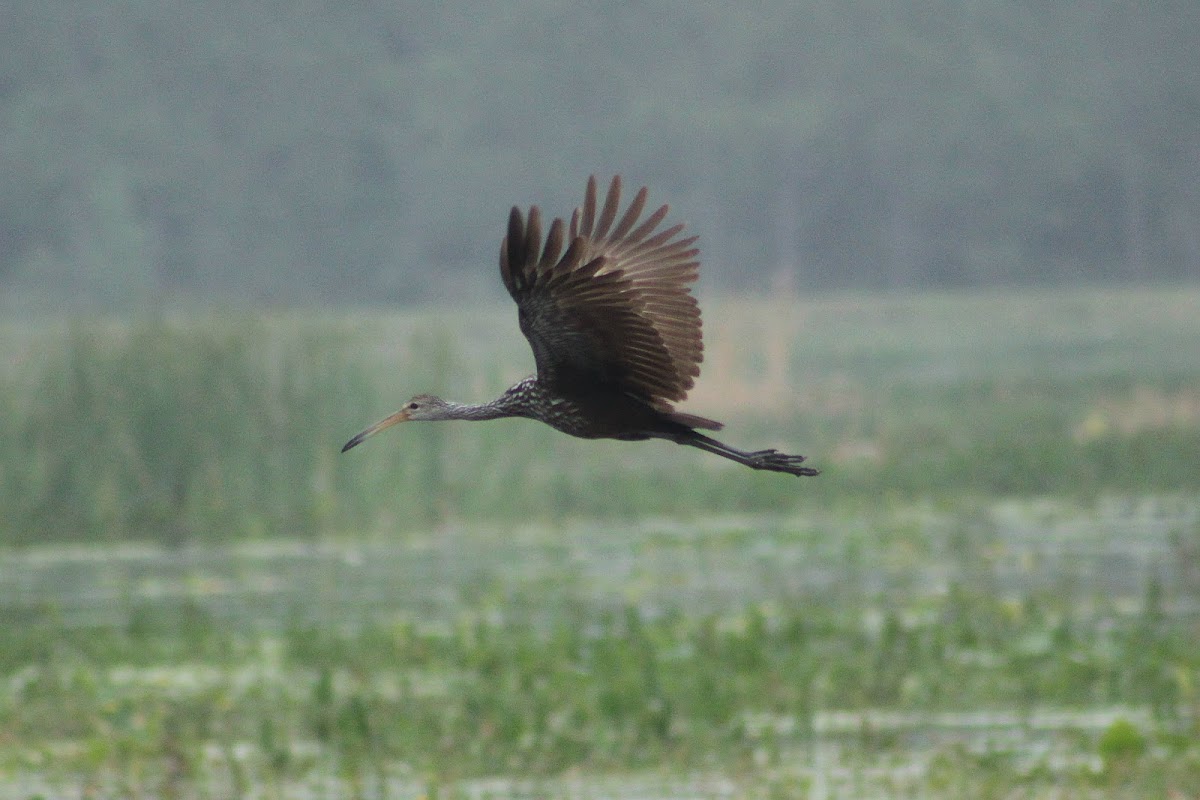 Limpkin