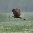 Limpkin