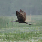 Limpkin