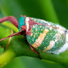 Planthopper