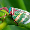 Planthopper