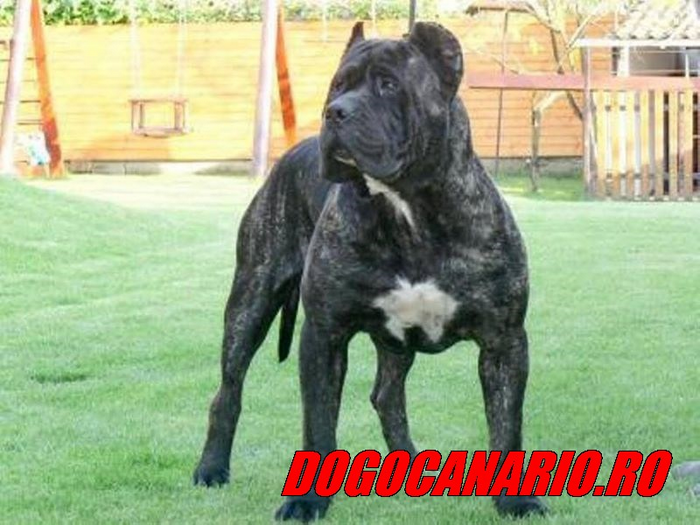 canisa presa canario