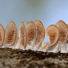 Purplepore Bracket Fungus