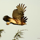 Red-tailed hawk