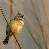 Zitting cisticola