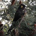 Yellow-tailed Black Cockatoo