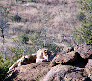 Lionesses sunning themselves on a boulder.